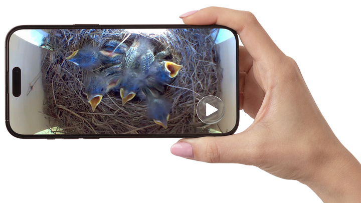 The Peep Show® Video Birdhouse