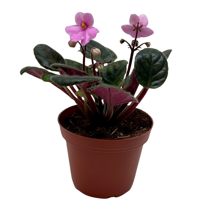 African Violet &