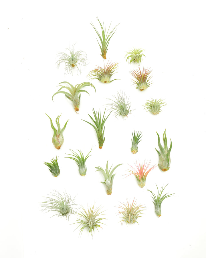 Assorted Mini Air Plant Collection