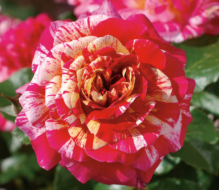 All American Magic Rose 1.5 gallon Pot