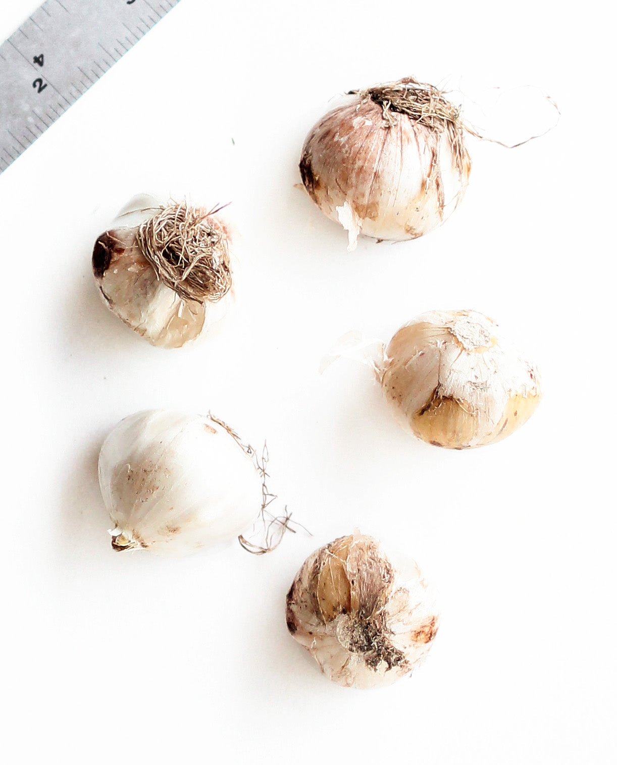 Atropurpureum Allium - 5 bulbs