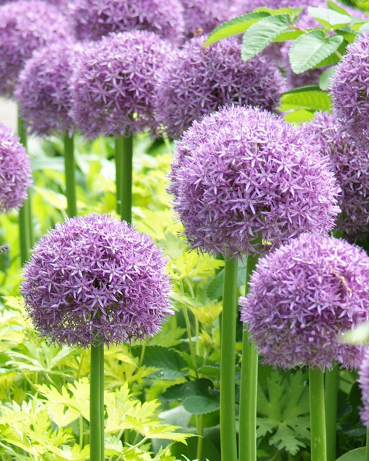 Ambassador Allium - 1 bulb