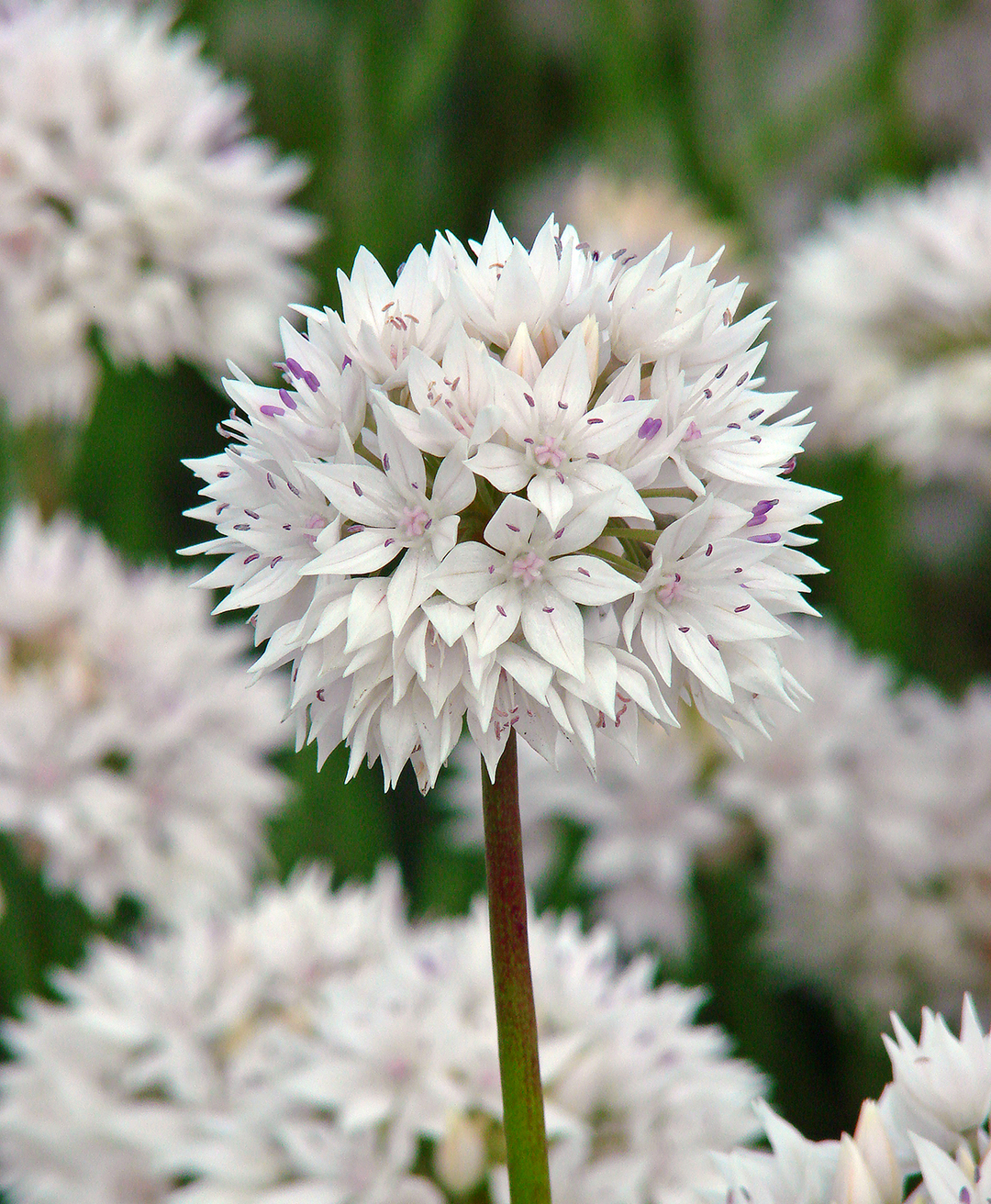 Graceful Beauty® Allium - 5 bulbs