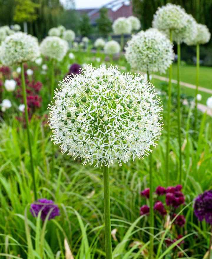 White Giant Allium - 3 bulbs