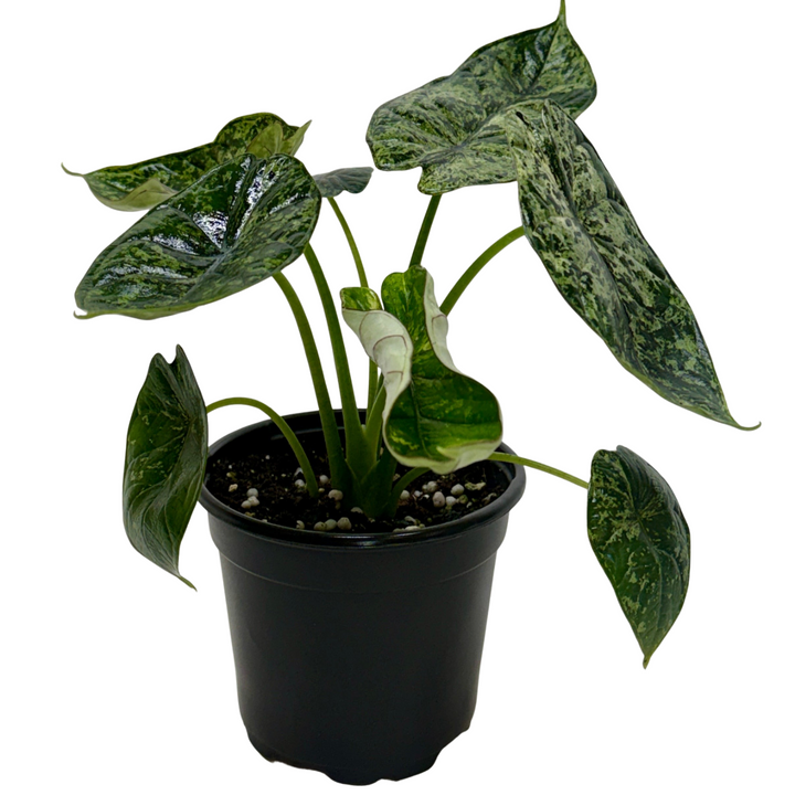 Alocasia &