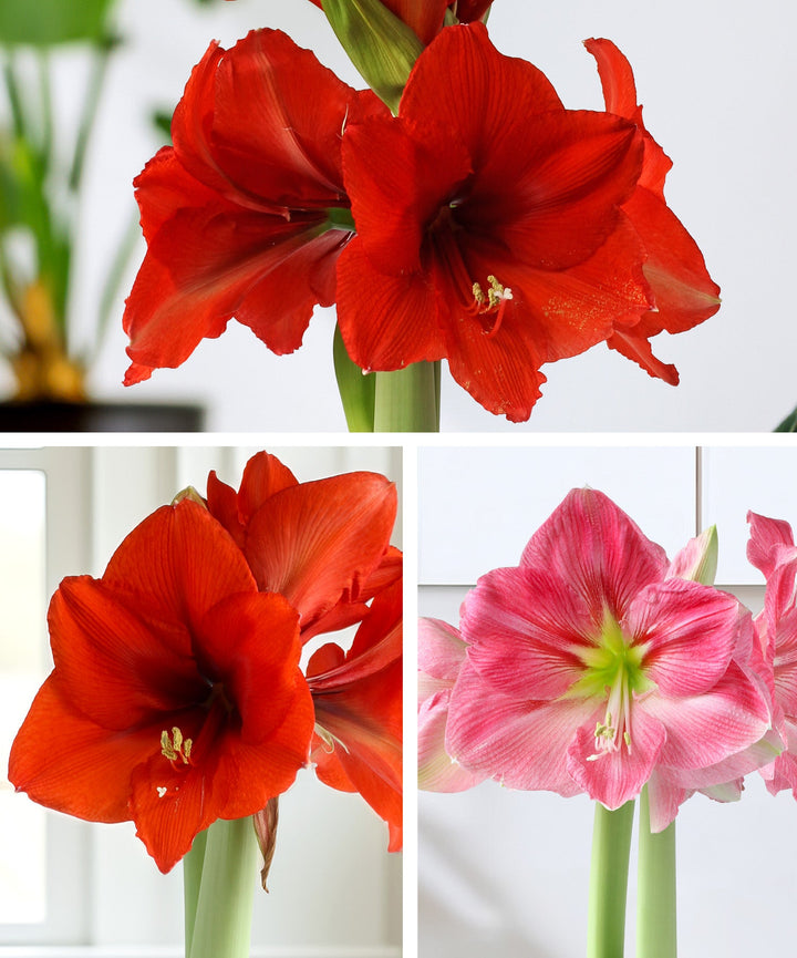 Amaryllis 3-Pack: Pink/Red/Red