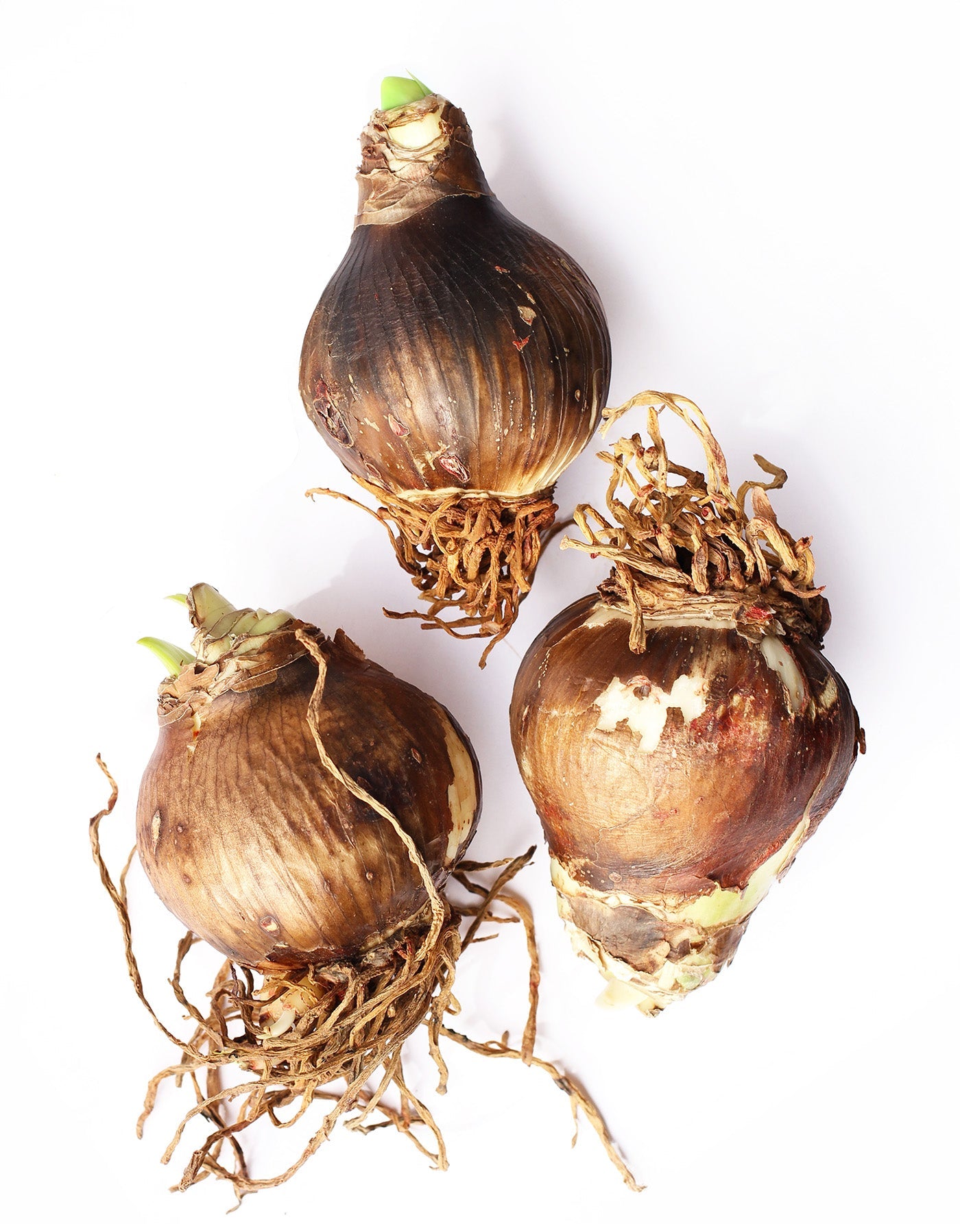 Amaryllis 3-Pack: Red