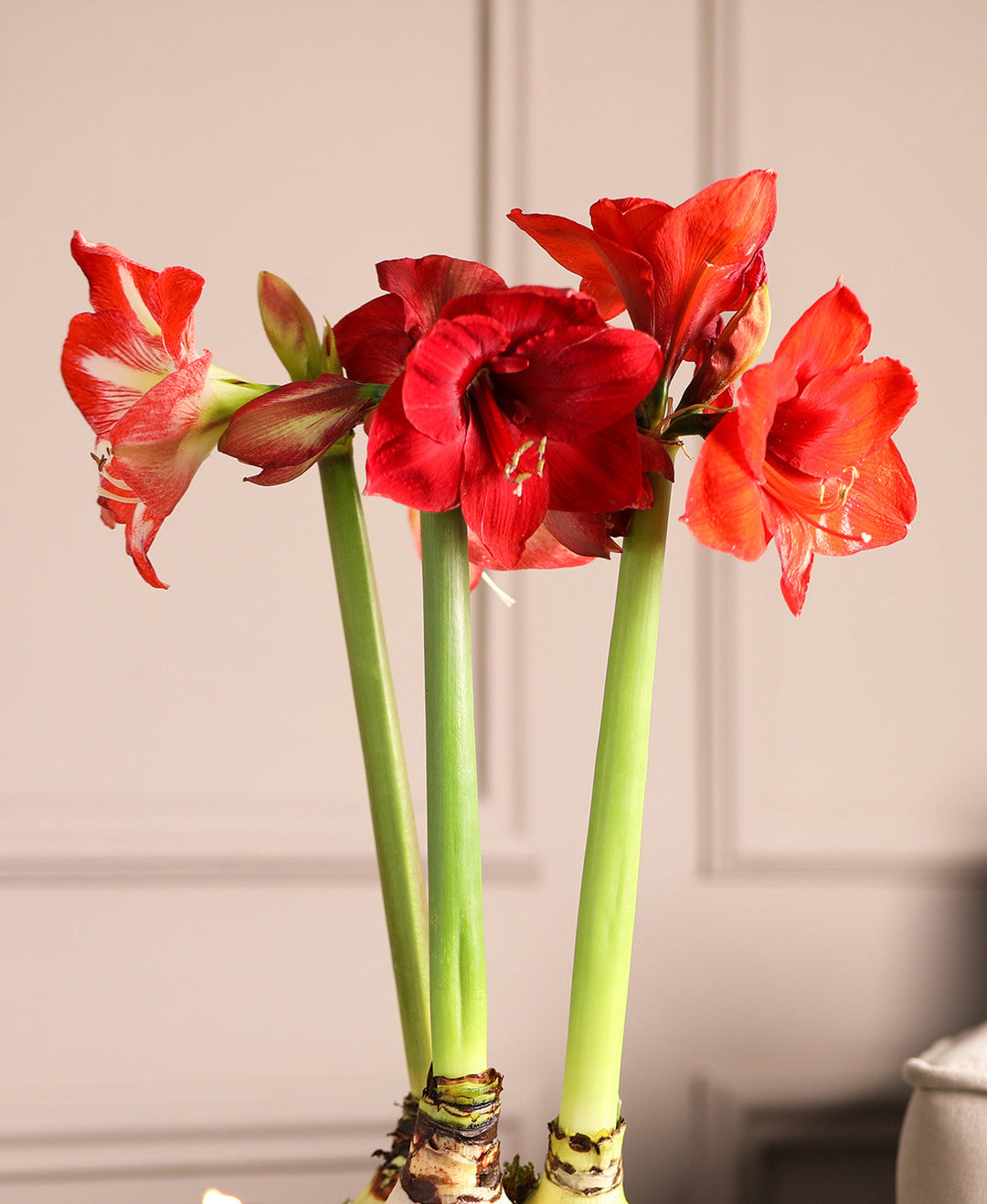 Amaryllis 3-Pack: Red
