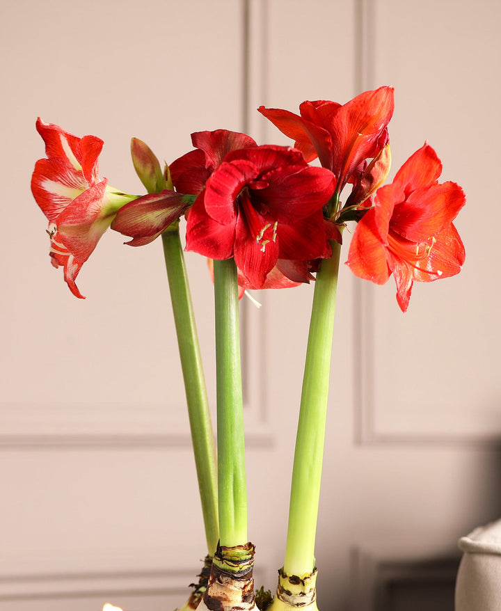 Amaryllis 3-Pack: Red