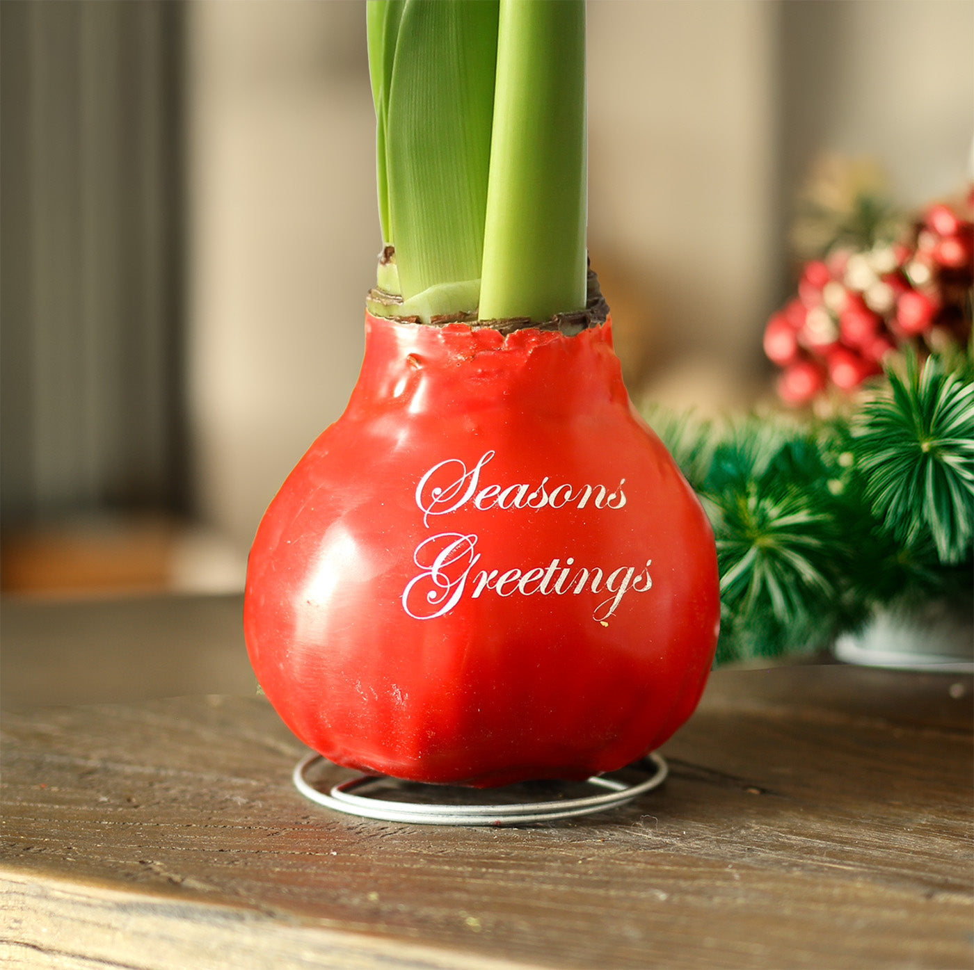 "Season's Greetings" Red Waxed Amaryllis with White Flower