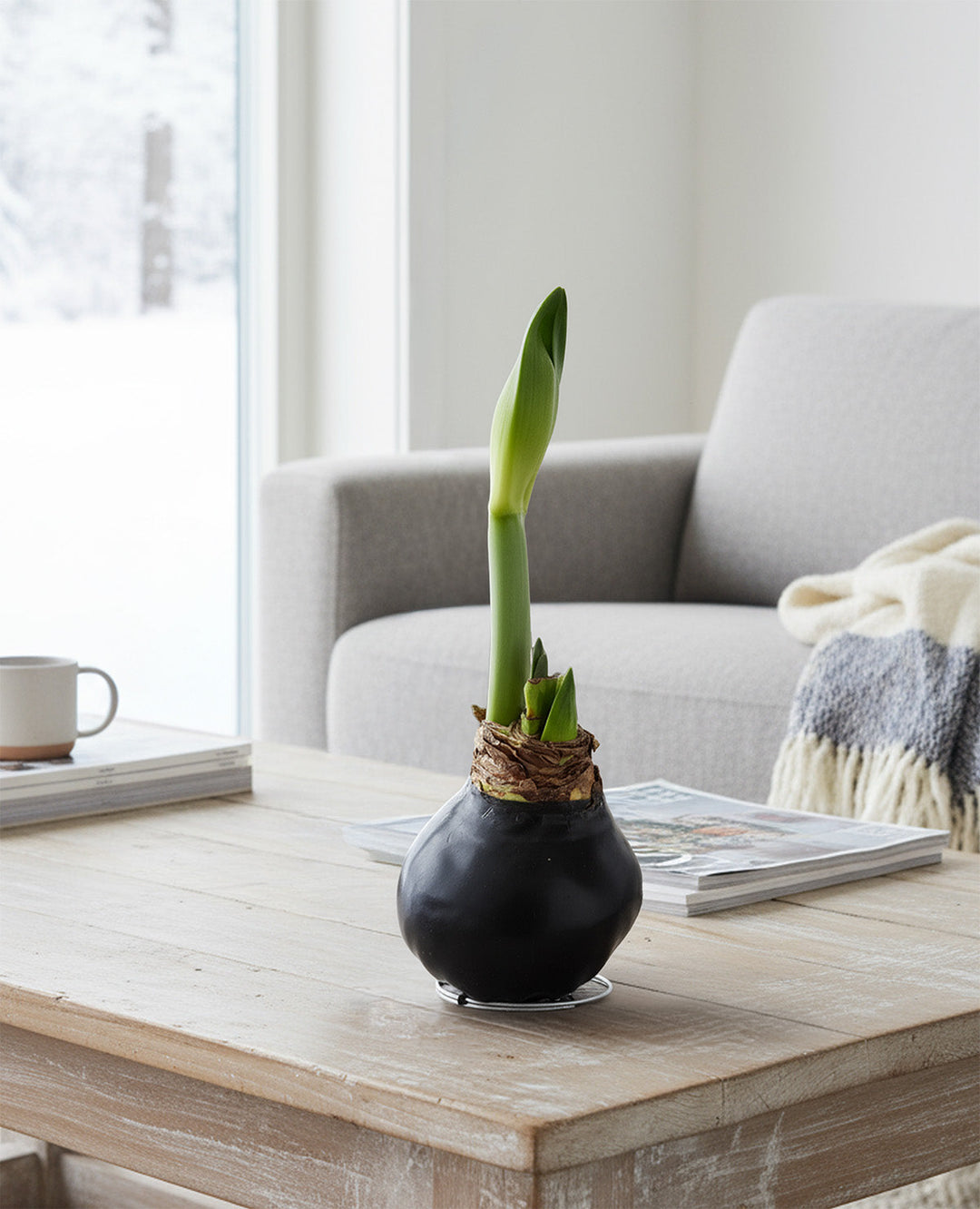 Black Waxed Amaryllis with Red Flower