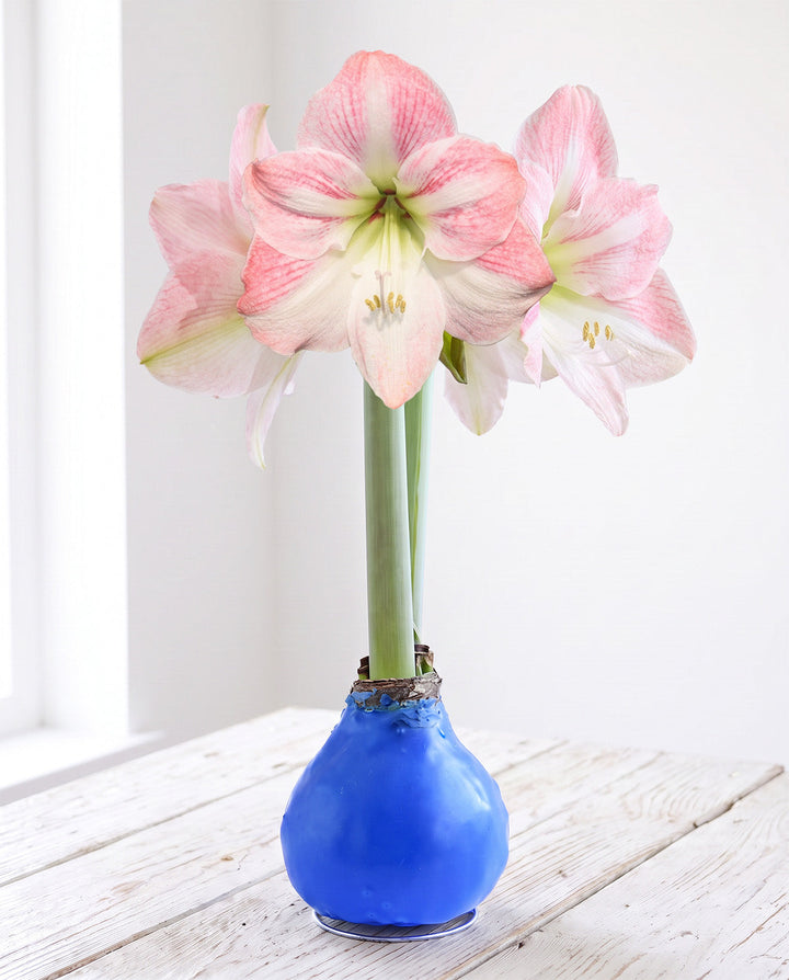 Blue Waxed Amaryllis with Pink Flower