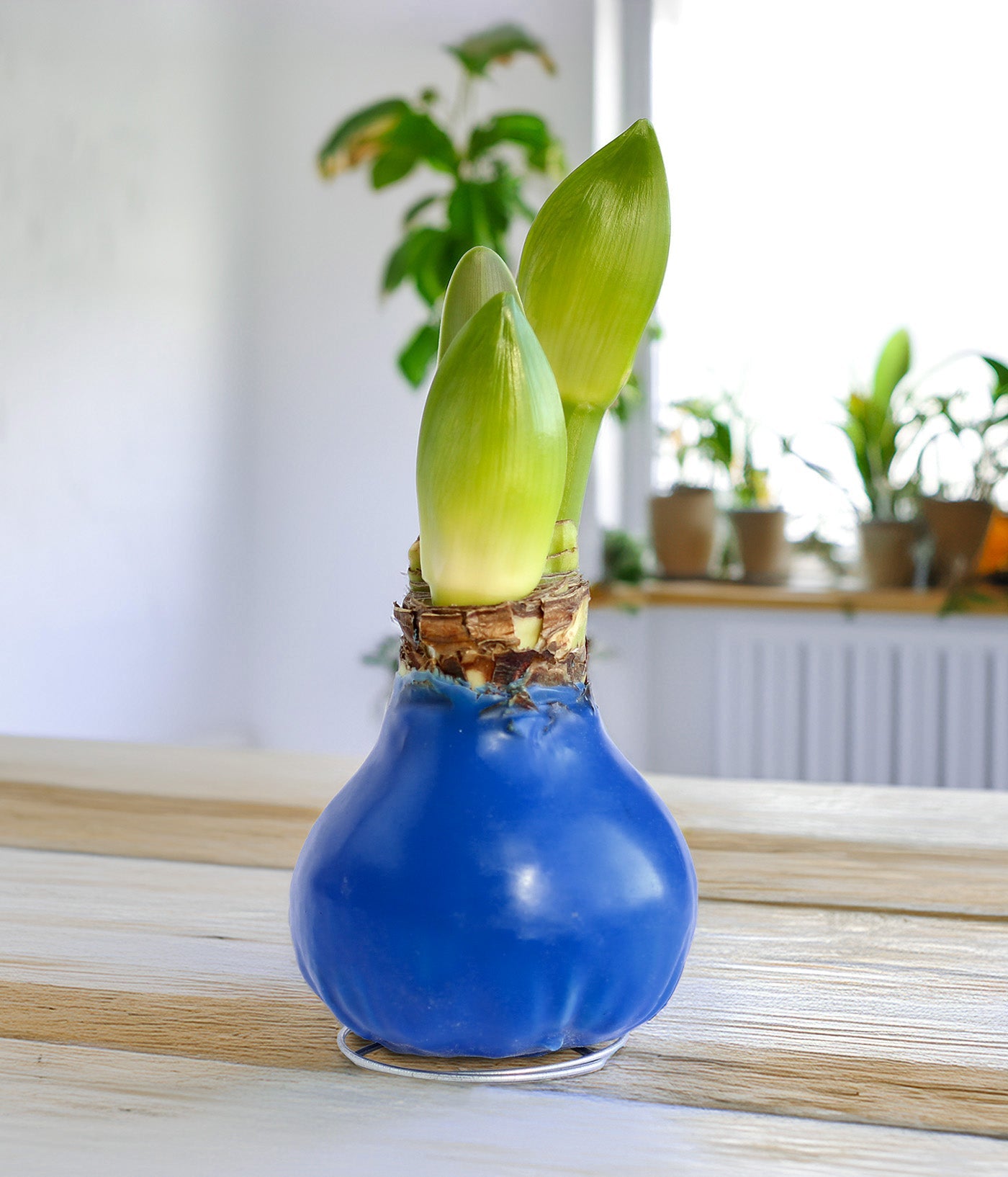 Blue Waxed Amaryllis with Red and White Striped Flower