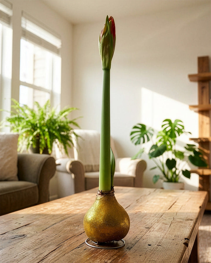 Gold Glitter Waxed Amaryllis with White Flower