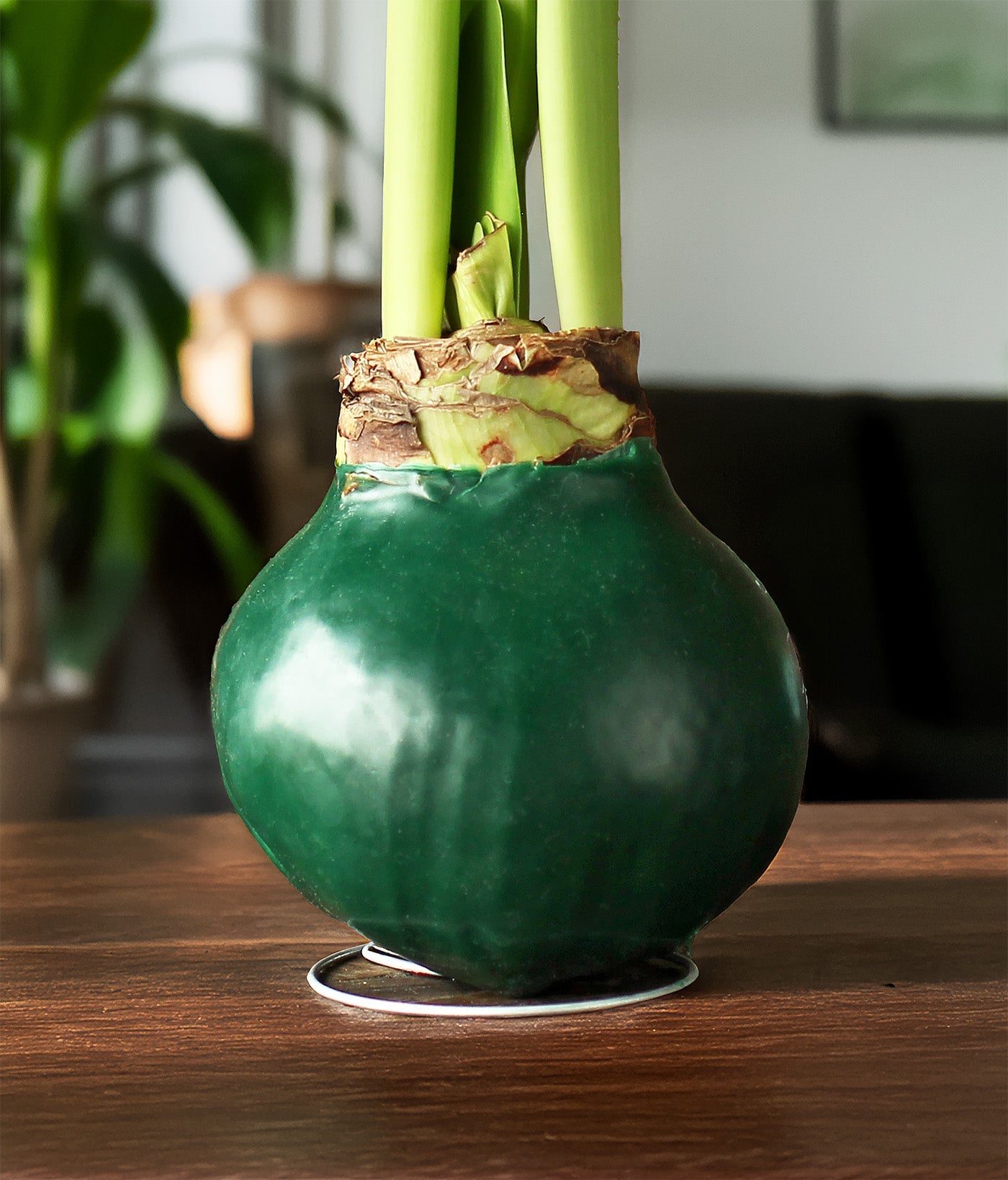Green Waxed Amaryllis Bulb with White Flower