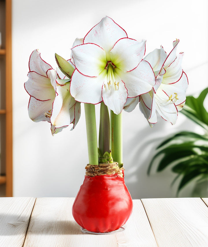 Red Waxed Amaryllis with Picasso Flower