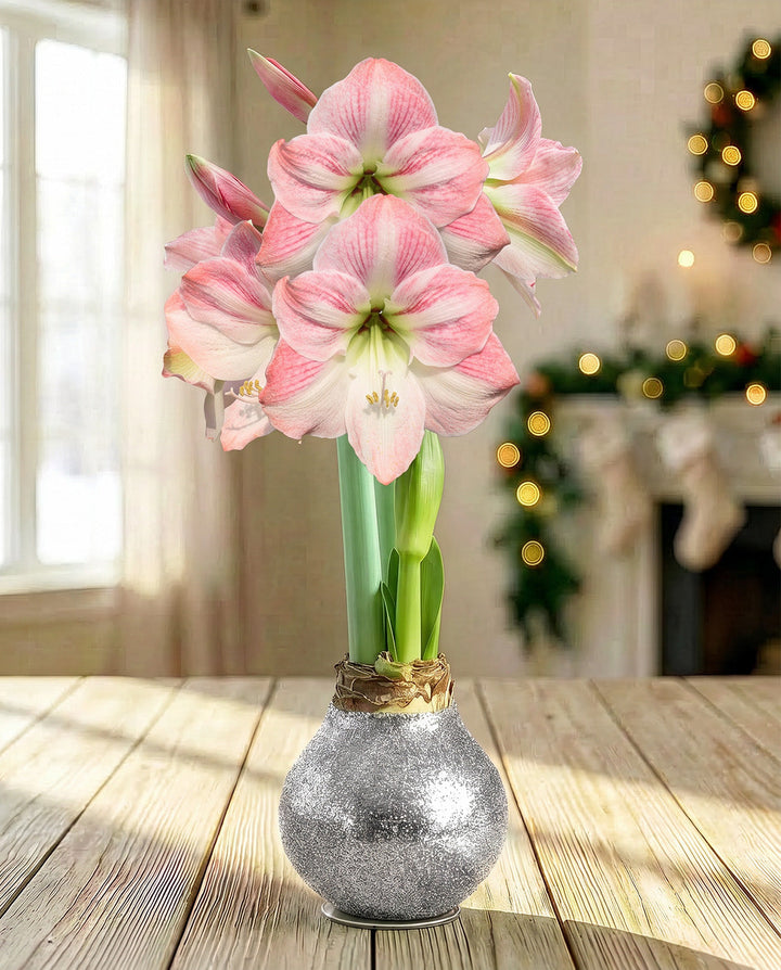 Silver Glitter Waxed Amaryllis with Pink Flower
