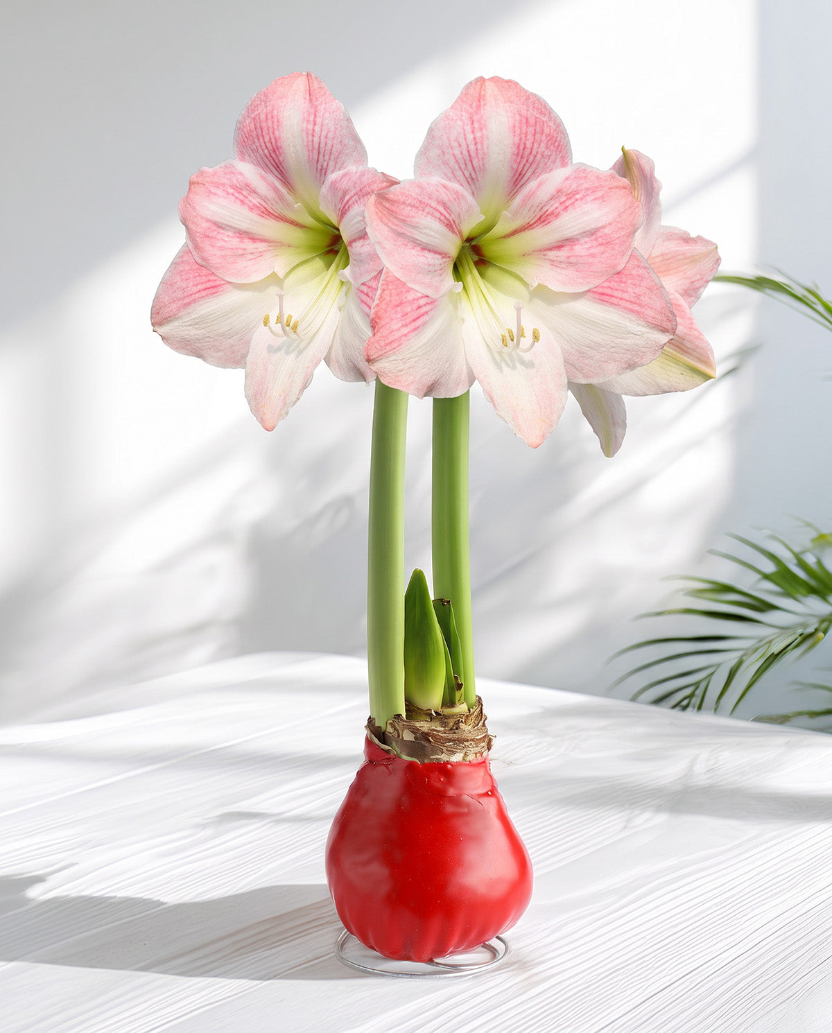 Red Waxed Amaryllis with Pink Flower