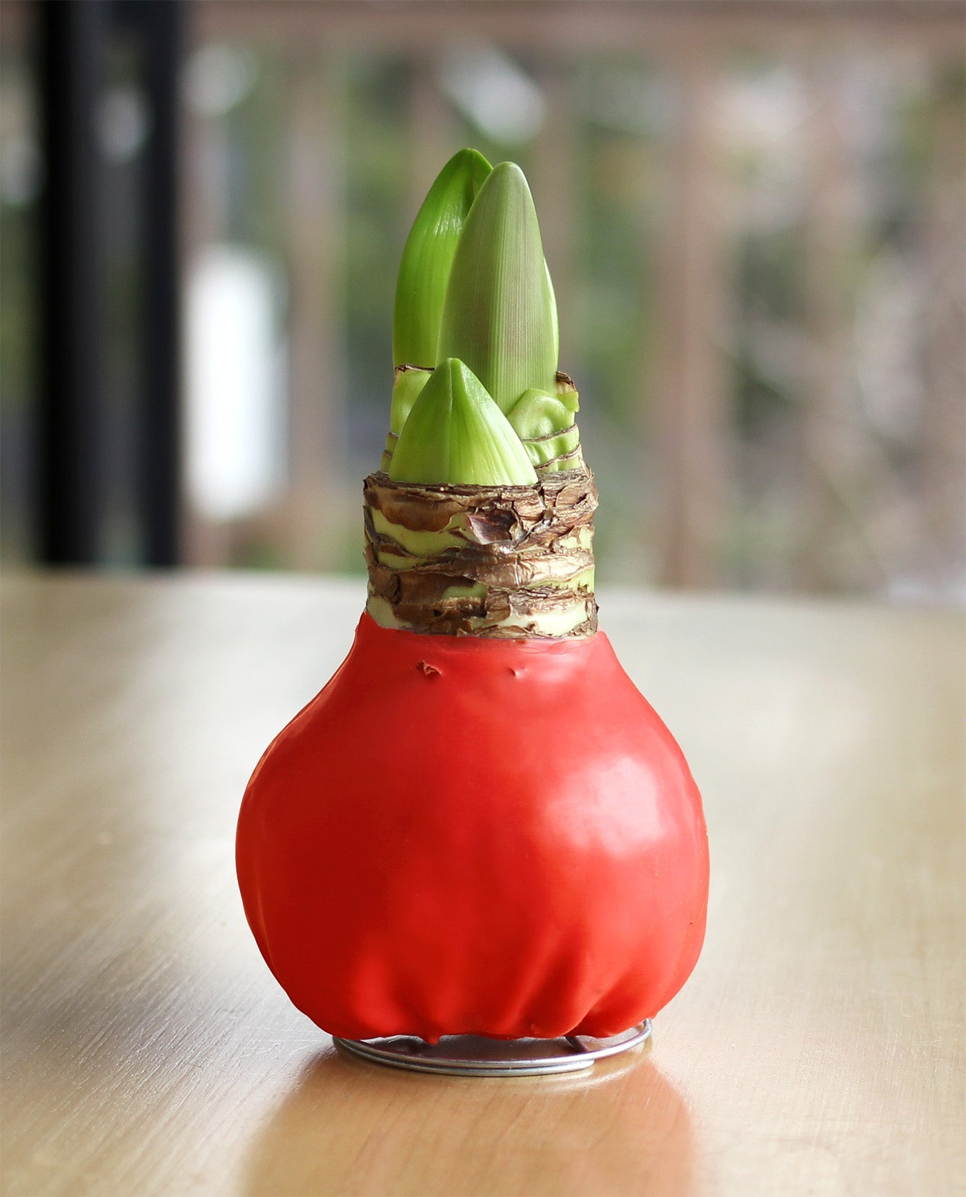 Red Waxed Amaryllis with Pink Flower