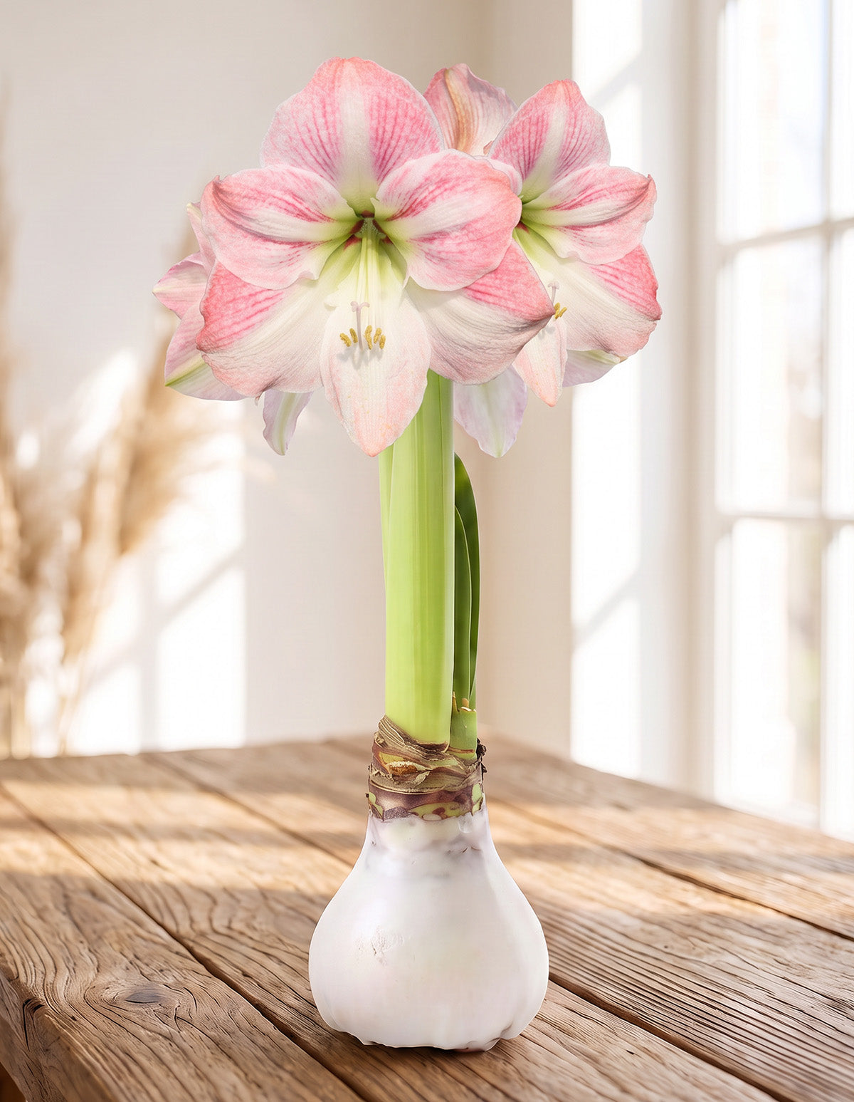 White Waxed Amaryllis with Pink Flower