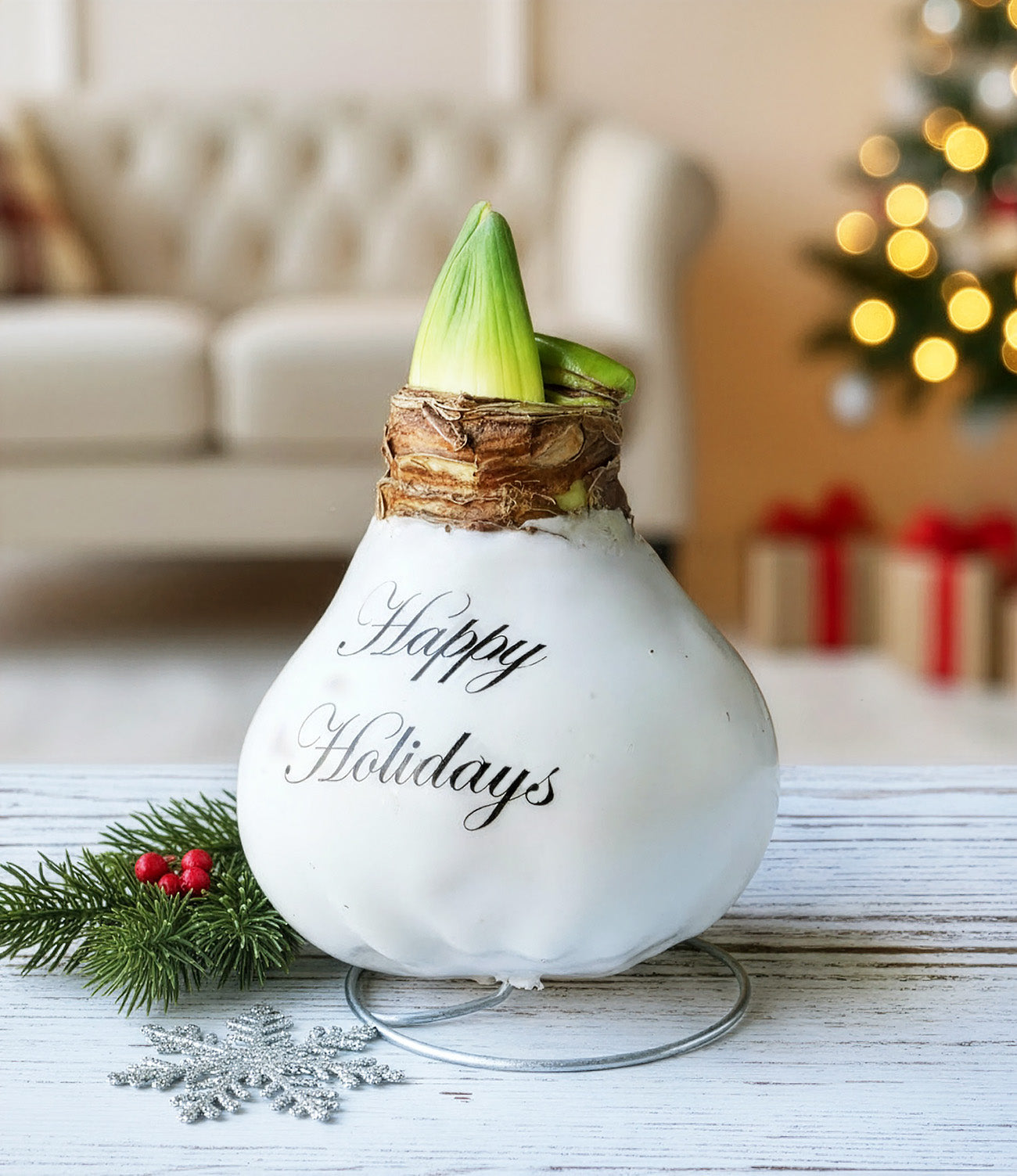 "Happy Holidays" White Waxed Amaryllis with Pink Flower