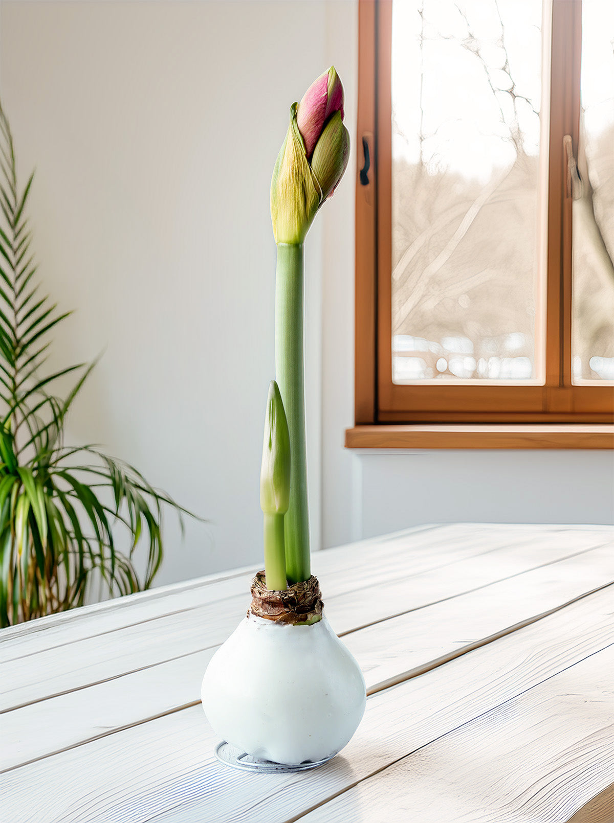 White Waxed Amaryllis with Picasso Flower