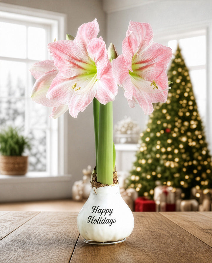 "Happy Holidays" White Waxed Amaryllis with Pink Flower