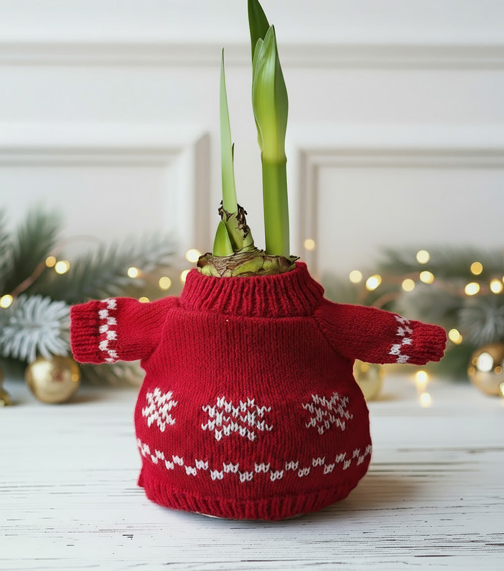 Snowflake Sweater Amaryllis with Red Flower