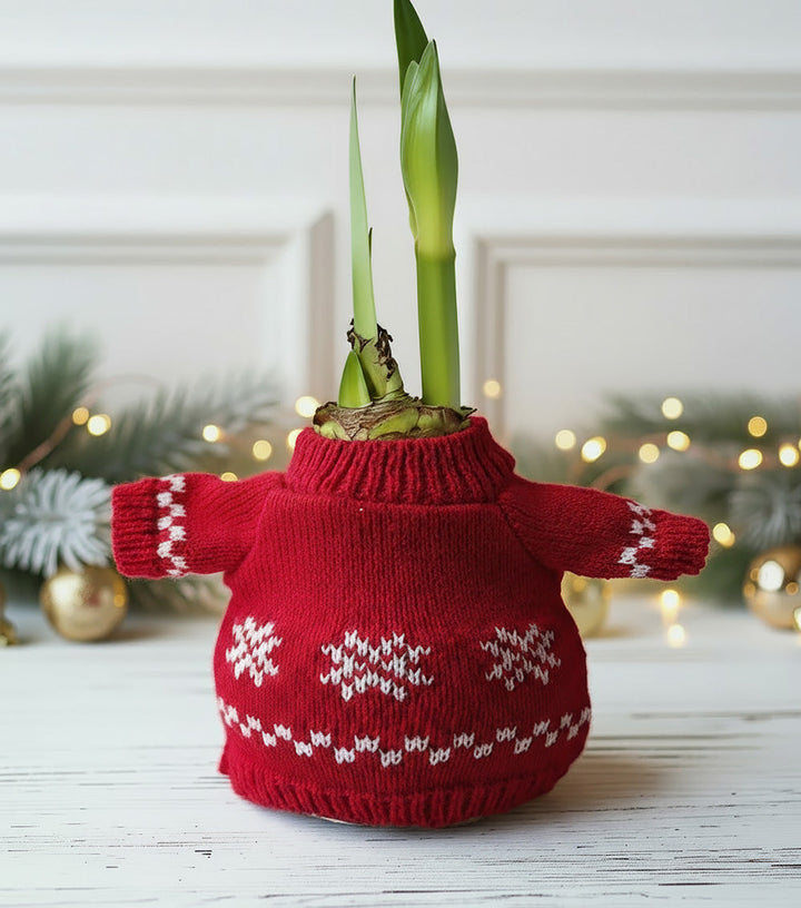 Snowflake Sweater Amaryllis with Red Flower