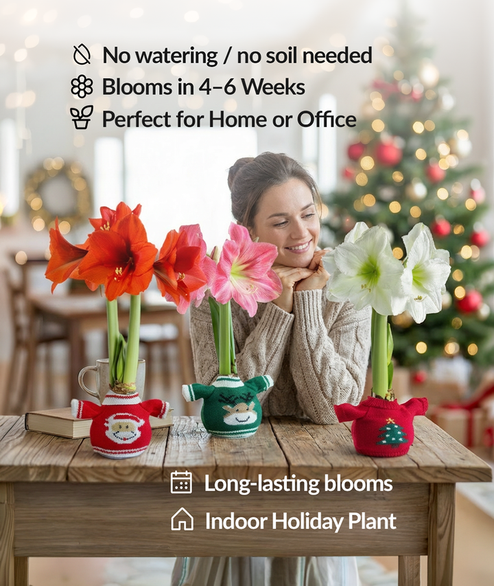 Snowflake Sweater Amaryllis with Red Flower