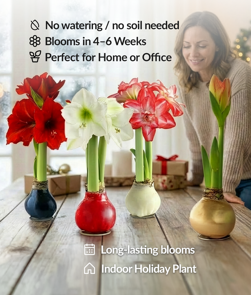 Gold Glitter Waxed Amaryllis with White Flower
