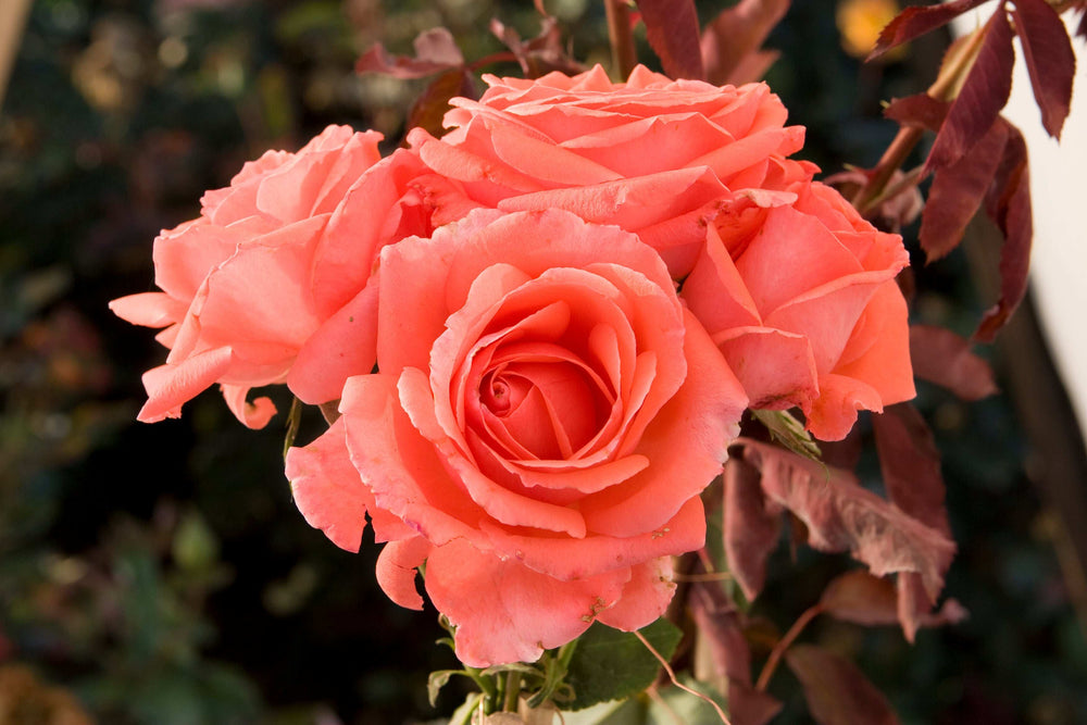 America Climbing Rose 1.5 gallon Pot