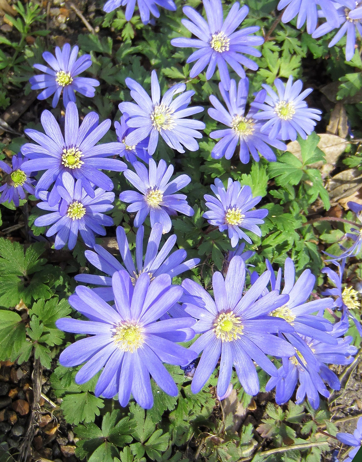 Blue Shades Anemone blanda - 25 bulbs