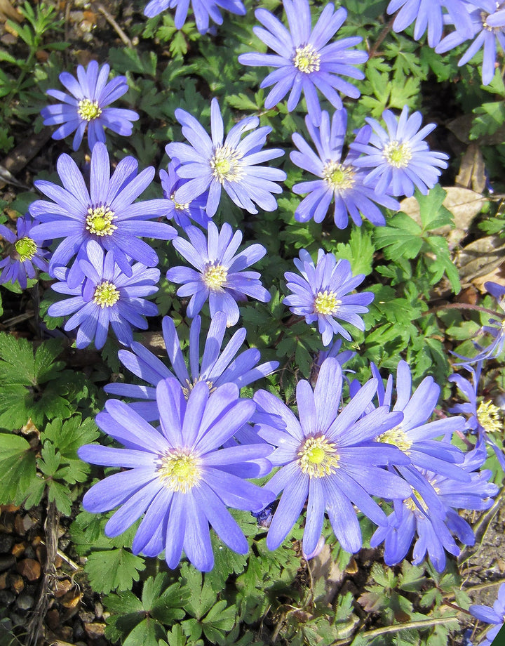 Blue Shades Anemone blanda - 25 bulbs