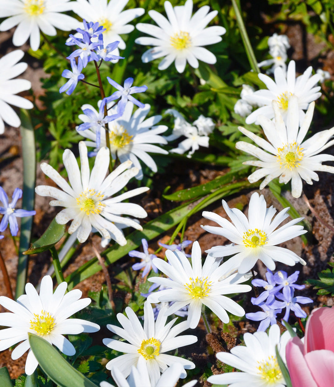 White Splendor Anemone blanda - 25 bulbs