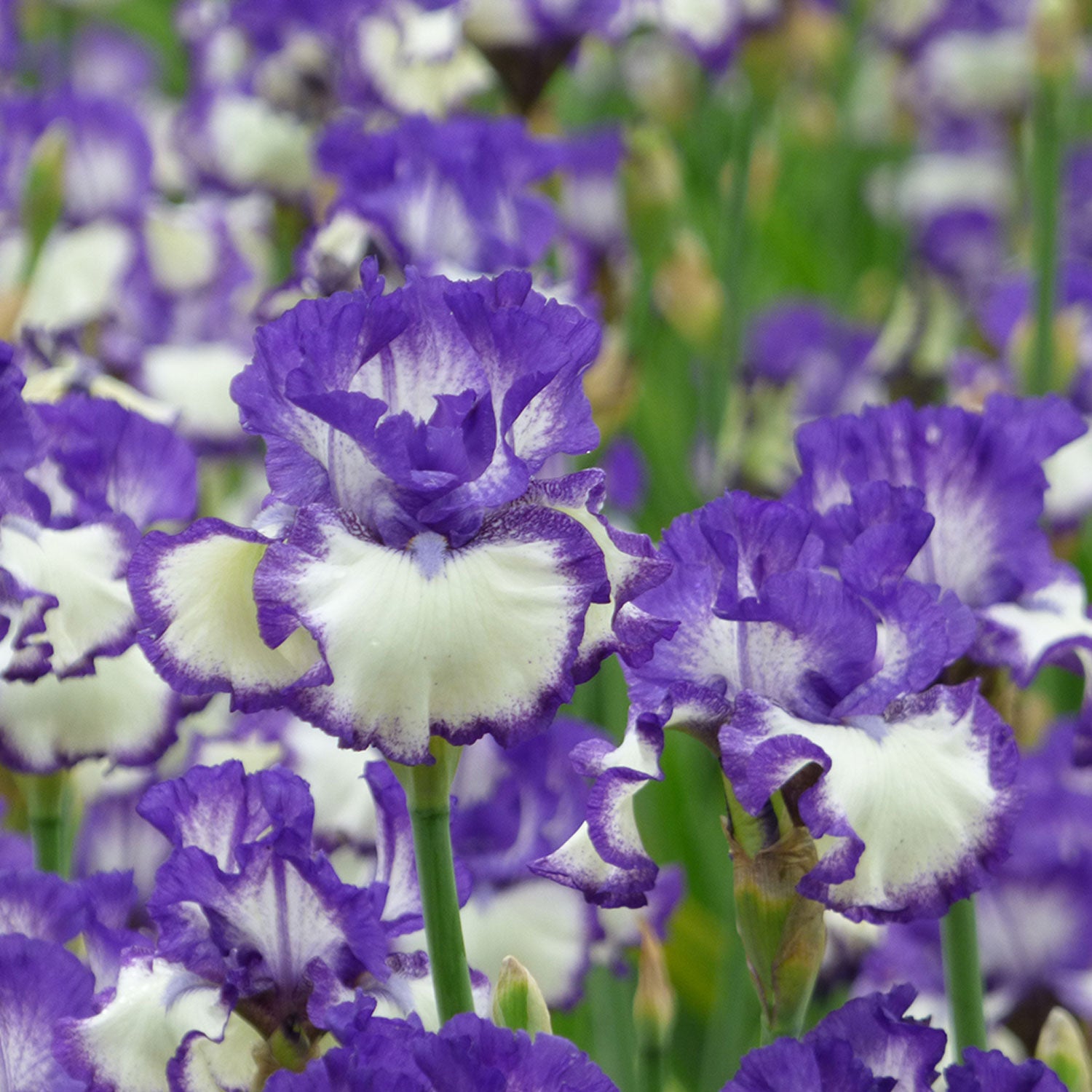 Another Chapter Fragrant Bi-Color Iris Quart Container