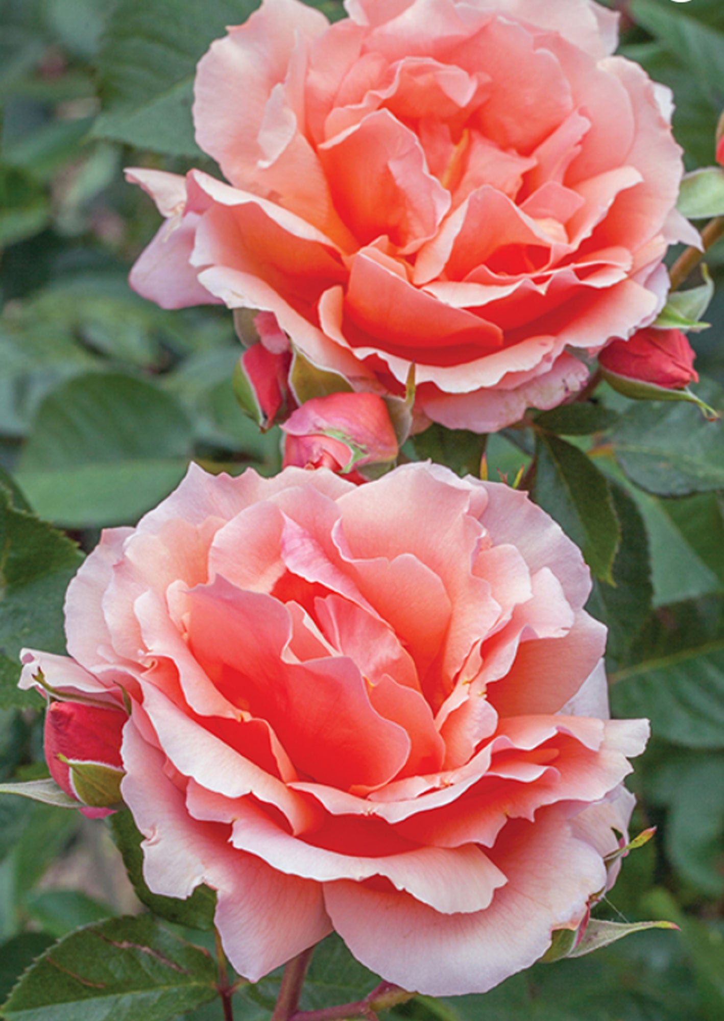 Apricot Candy Rose 1.5 Gallon Container