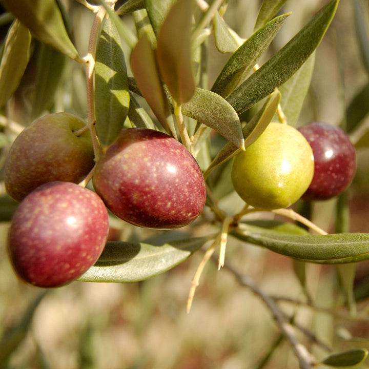 Arbequina Olive Tree