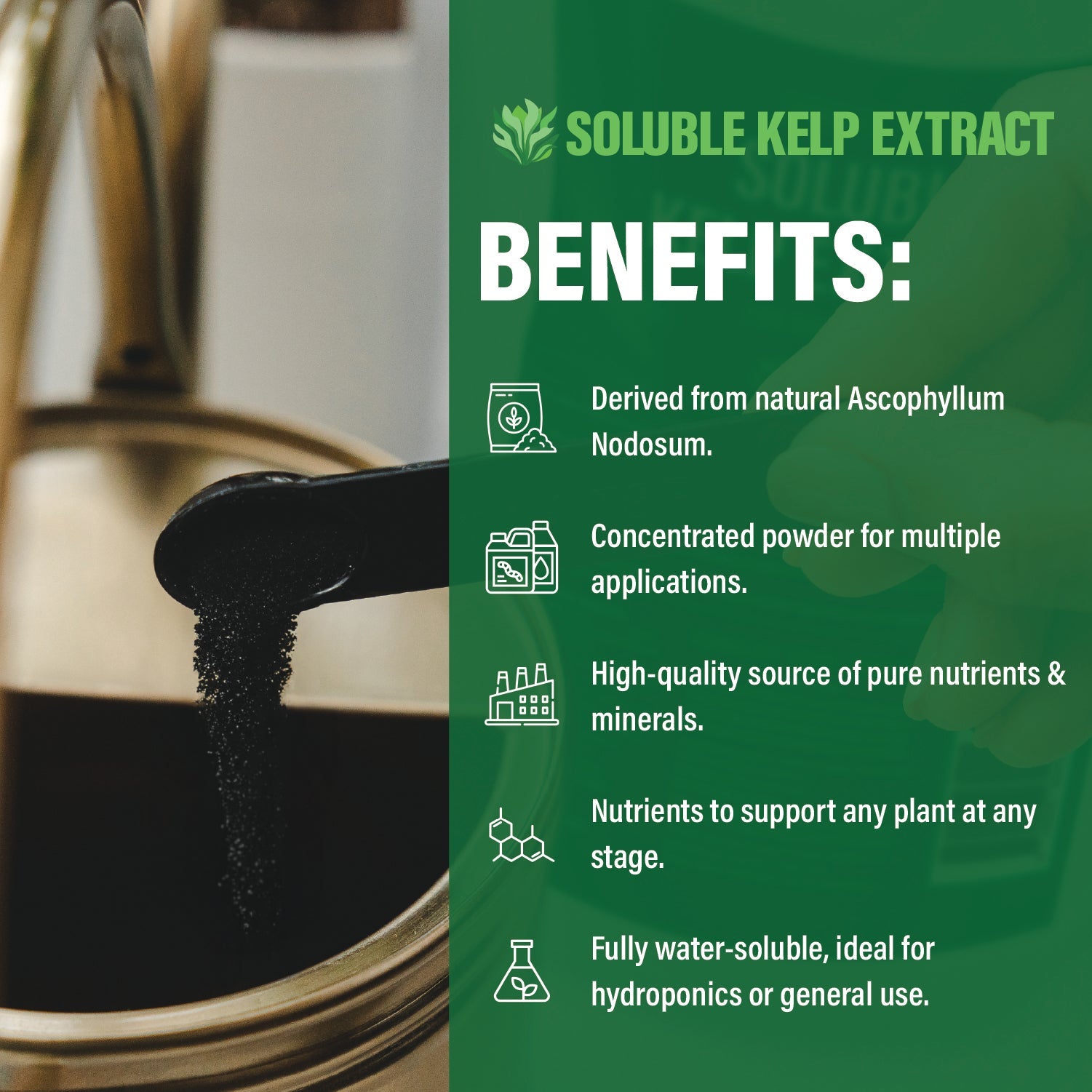 Kelp Extract