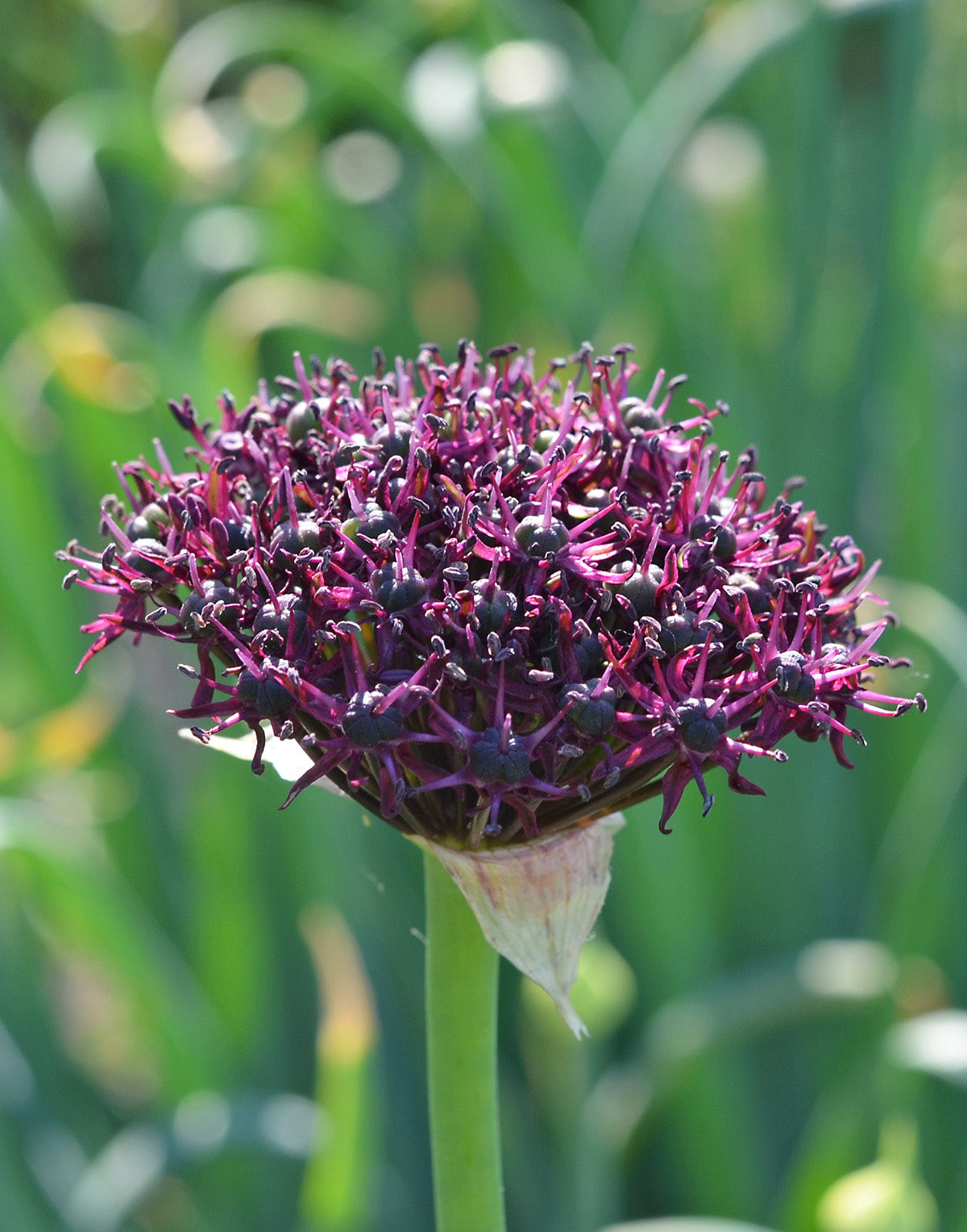 Atropurpureum Allium - 5 bulbs