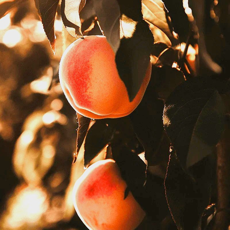 Belle of Georgia Peach Tree
