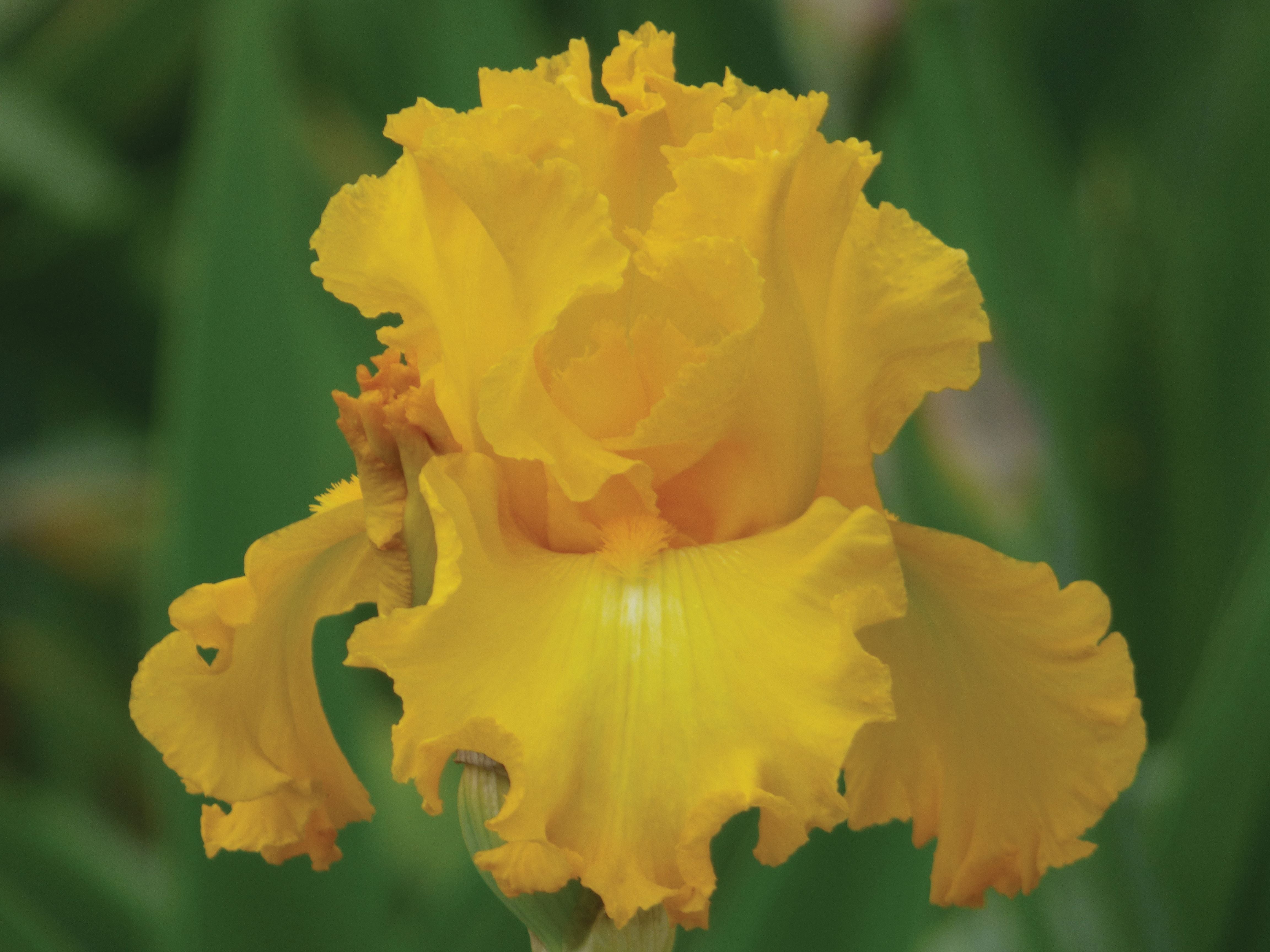 Big As The Moon Reblloming Fragrant Bi-Color Iris Quart Pot