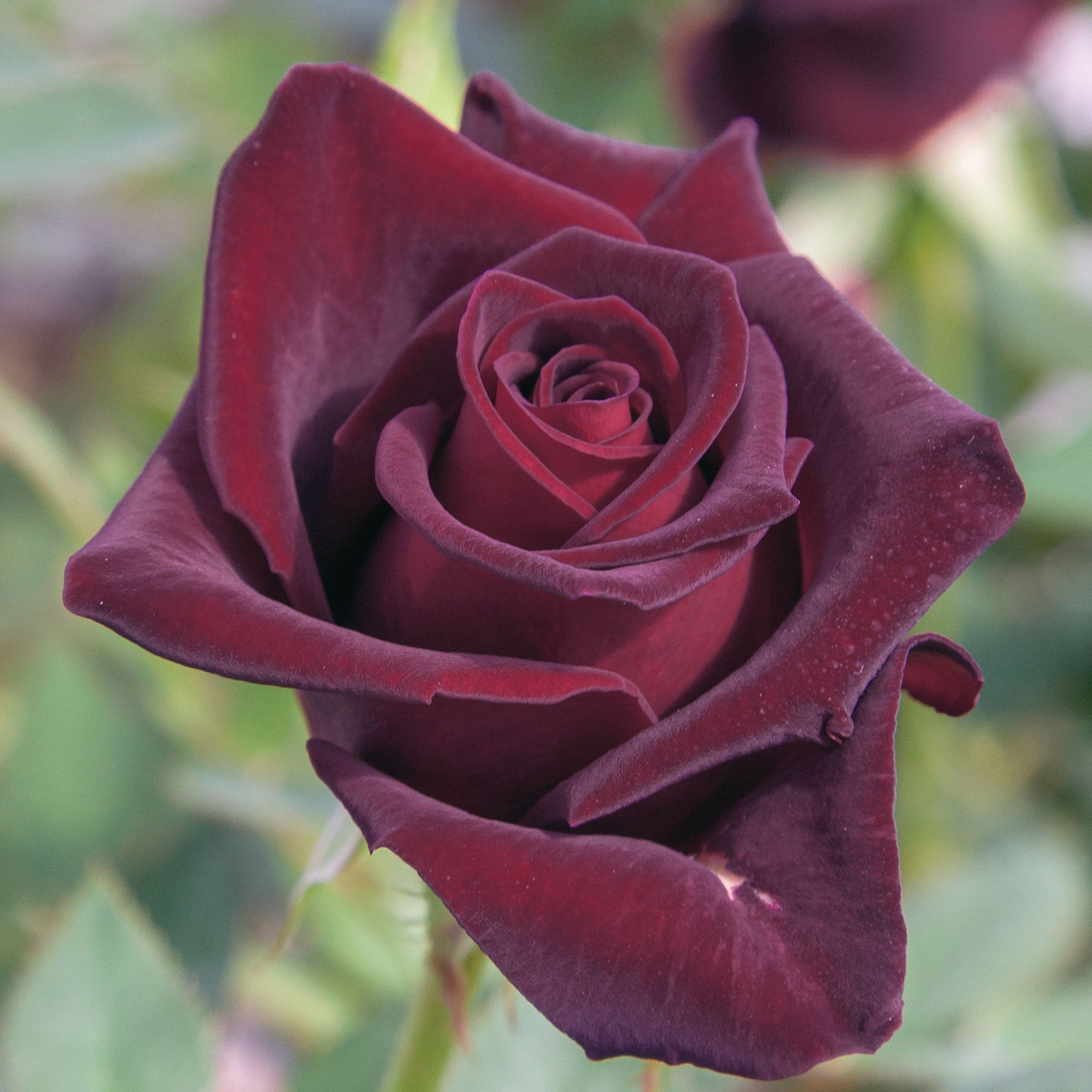 Black Baccara Rose Plant 1.5 gallon Pot