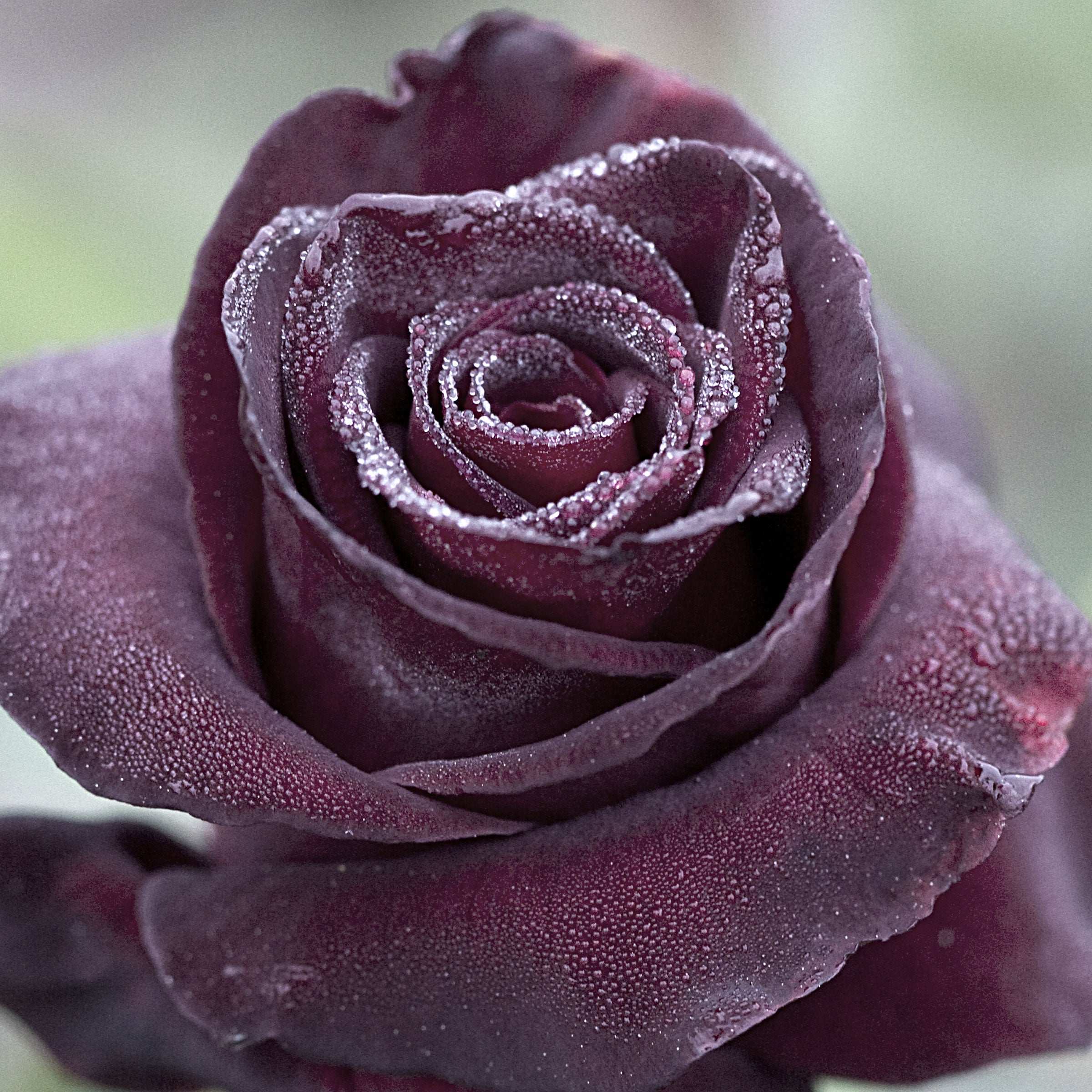 Black Baccara Rose Plant Potted | Hybrid Tea Burgundy Black Flowers