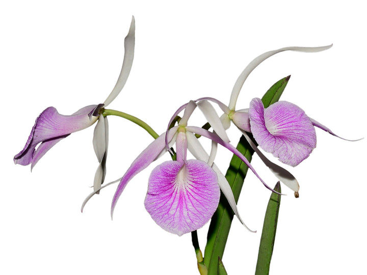 Brassocattleya Morning Glory rubra 