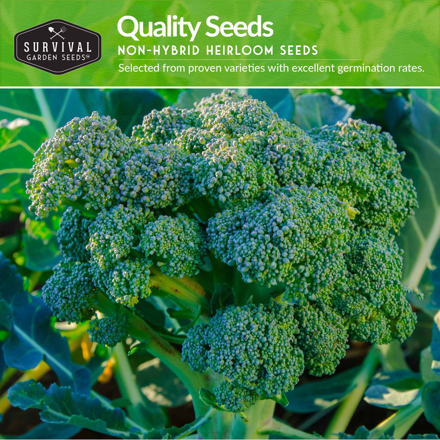 Broccoli Seed Collection - 3 Reliable Broccoli Varieties