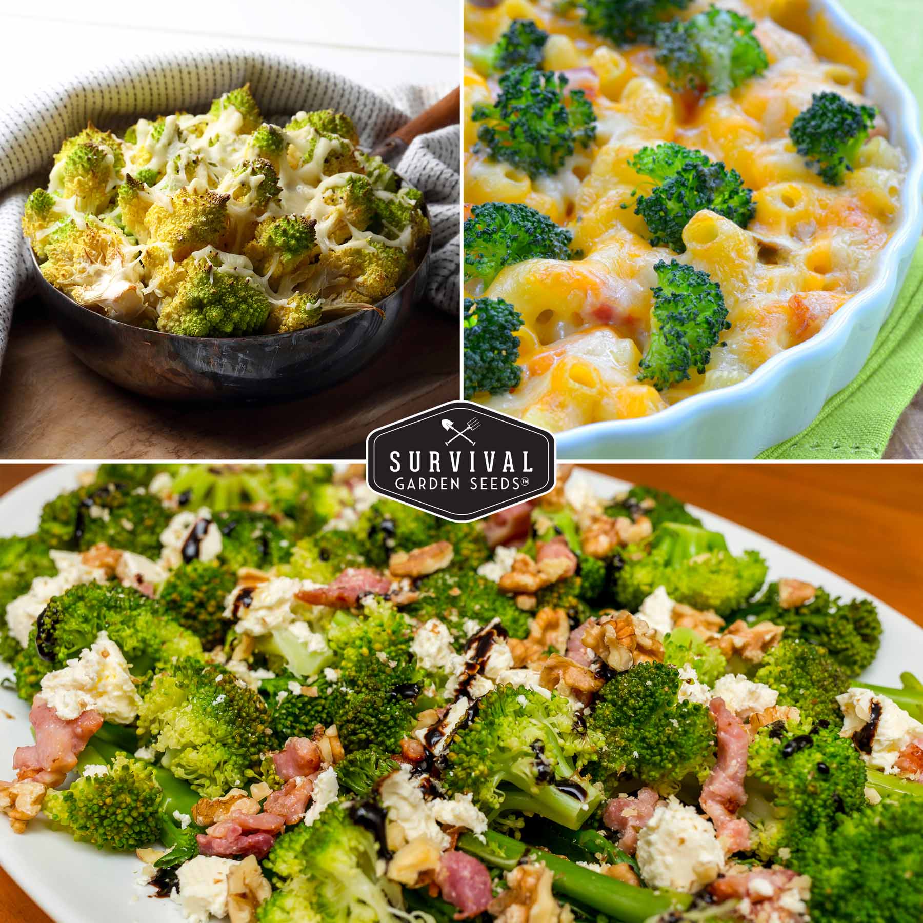 Broccoli Seed Collection - 3 Reliable Broccoli Varieties