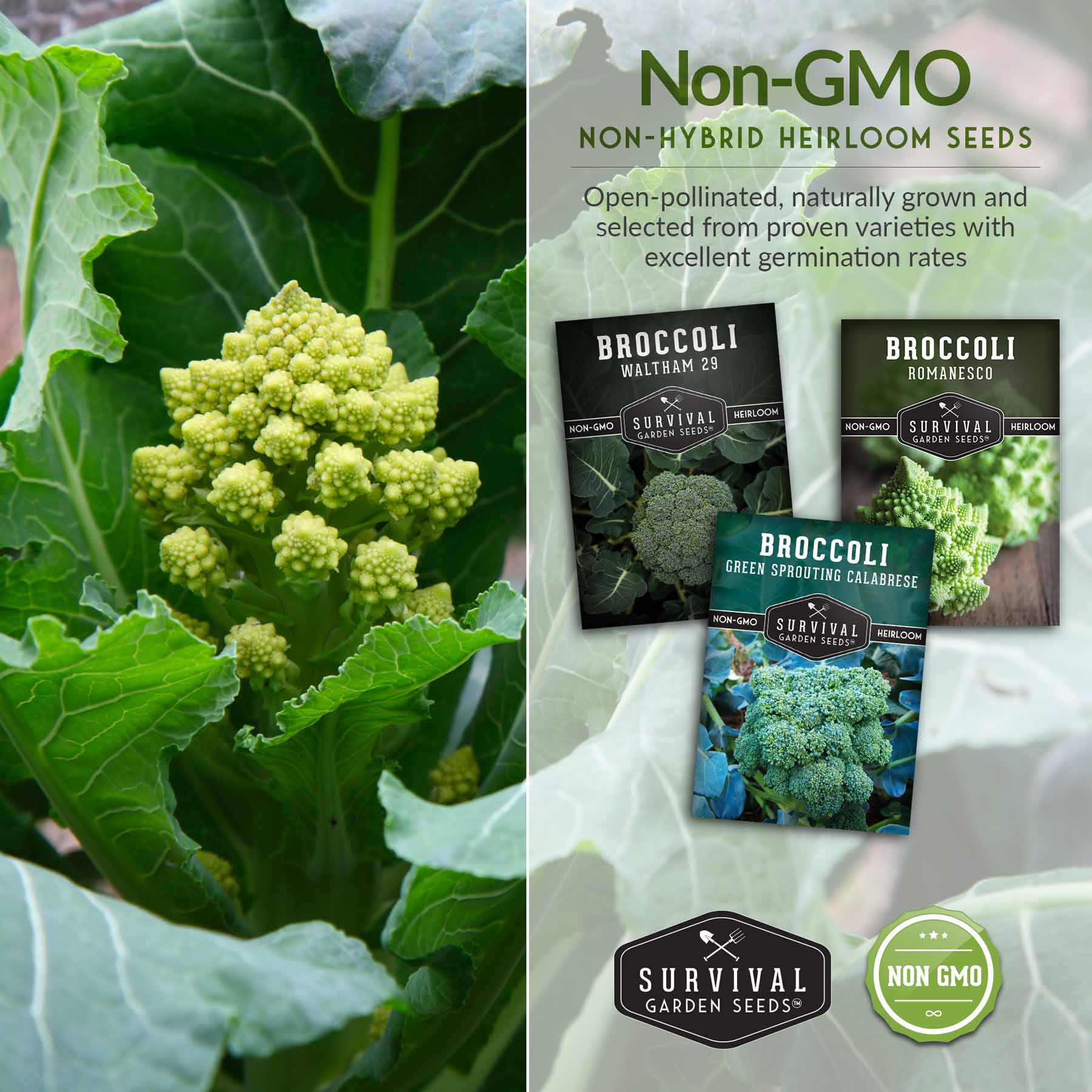 Broccoli Seed Collection - 3 Reliable Broccoli Varieties