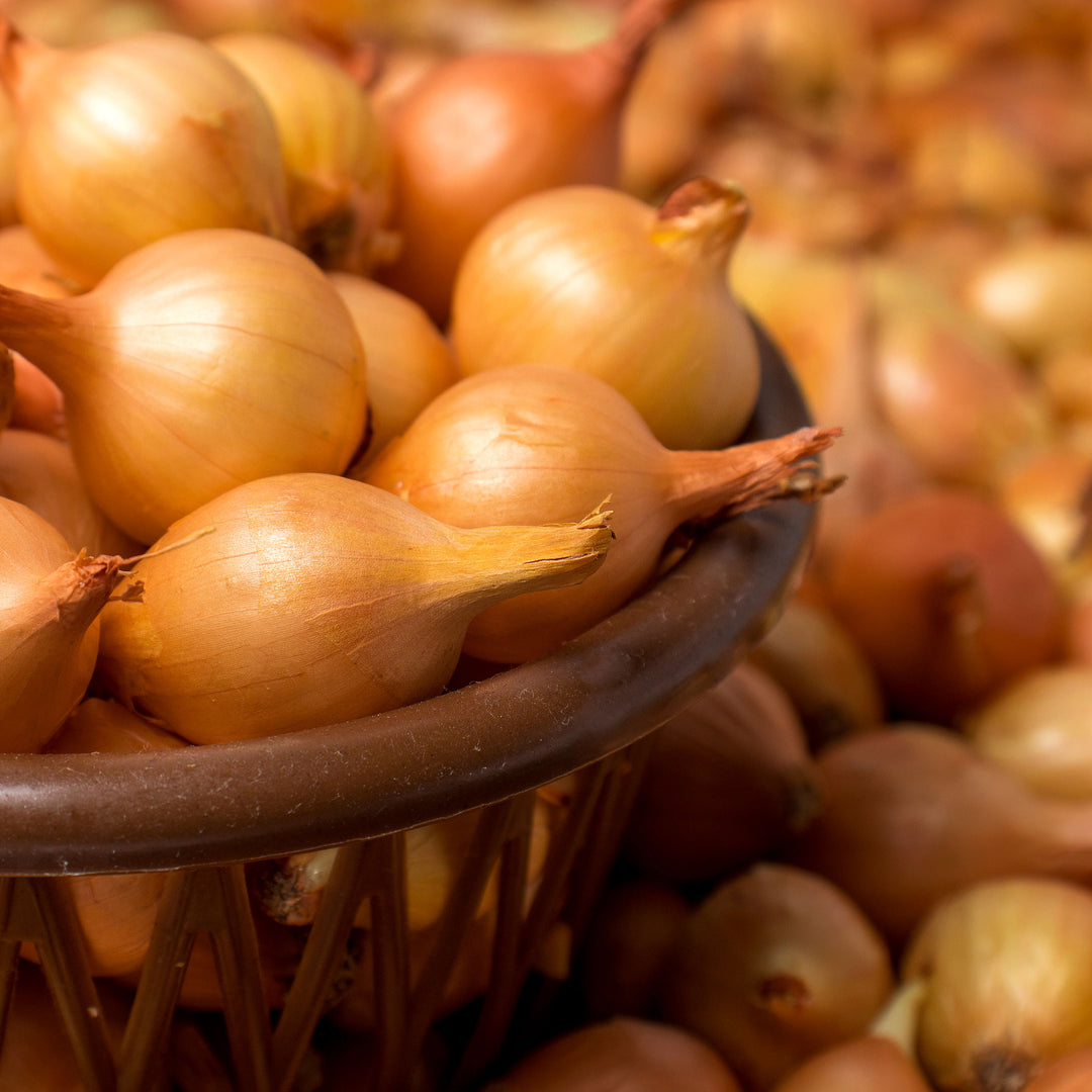 Mixed White &amp; Yellow Onion Sets 1 Lb. Non-GMO