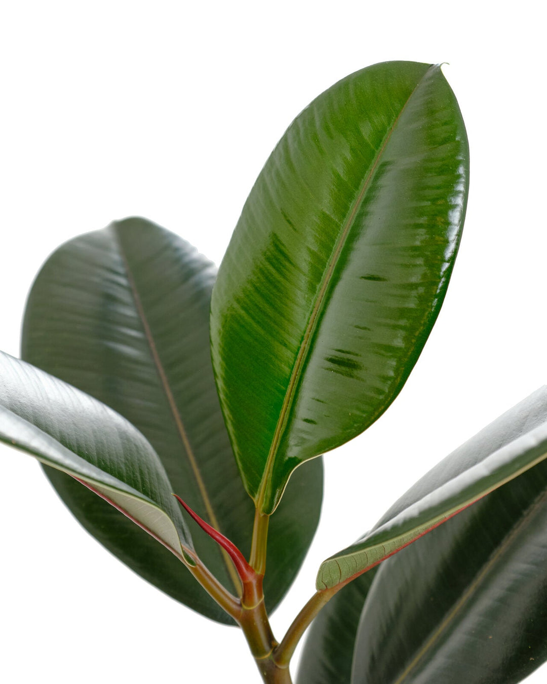 Ficus Elastica &